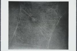 Vija Celmins Untitled (Web 4), 2002 Kaltnadel und Photogravur auf Papier / Drypoint and photogravure on paper 51,1 x 61 cm © 2002 Vija Celmins and Gemini G.E.L. LLC Courtesy McKee Gallery