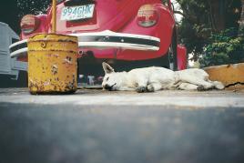 Francis Alÿs Sleepers II, 2000 80 Kleinbilddias, Kodak Ektapro Diamagazin 80 Kunsthaus Zürich, Vereinigung Zürcher Kunstfreunde, Gruppe Junge Kunst © Francis Alÿs