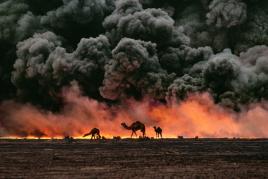 Kamele und Öl-Feuer. Kuwait. 1991. © Steve McCurry / Magnum Photos