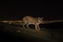 19 1. Preis Natur Fotoserien Steve Winter, USA, National Geographic