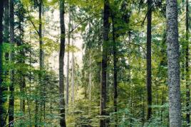 Thomas Struth Paradise 19 (Bayrischer Wald bei Zwiesel) 1999 C-Print auf Diasec 169,5 x 213,1cm Ergebnis: 82.400 Euro