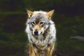 Sujet „Der Wolf“, Foto: KH. Wirnsberger