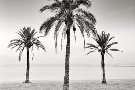 Arkadius Zagrabski | Three Palm Trees | 2017 | Fotografie