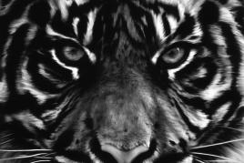 Robert Longo's Untitled (Tiger Head 2), (2011