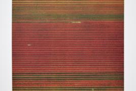 "Andreas Gursky, Ohne Titel XVIII (Tulpenfelder)" Künstler: Andreas Gursky (geb. 1955) Titel: Ohne Titel XVIII  Motiv: Tulpenfelder Technik: Lithographie Maße Blatt: H 93,0 x B 68,8 cm Maße Motiv: H 79,5 x B 56,0 cm Entstehungsjahr: 2016