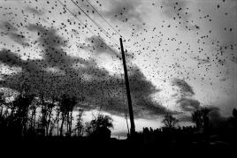 KOSOVO. Town of Pristina. 2000. Crows over the cemetery. © Paolo Pellegrin/Magnum Photos Copyright: © Paolo Pellegrin/Magnum Photos