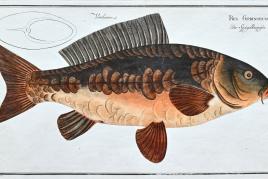 Bloch, M.E. Kupfer zu Dr. Bloch's Oeconomische Naturgeschichte der Fische Deutschlands. Kolor. Kupferstiche von C. L. Schmidt, F. G. Schmidt und G. Bodenehr nach Krüger. Berlin, auf Kosten des Verfassers bei Hesse, (1782-85). Kupfertitel mit allegorischer Darstellung, 91 altkolor., teilweise eiweißgehöhte Kupfertafeln (statt 108). Qu.-Folio. Brosch. d. Zt. (fleckig, Randläsionen, Rücken fehlt).  Schätzpreis:	3.000 EUR