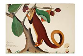 A Malabar Giant Squirrel in an Almond Tree, From The Impey Album, Signed By Shaykh Zayn Al-Din, Company School, Calcutta, Dated 1778 (est. £200,000-300,000)