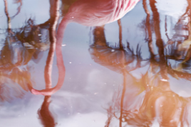 Flamingo Reflection, a.d.S. Floridas, 2018 © Anastasia Samoylova