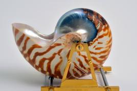 Brosche „Carrying device for a Nautilus shell“, 2015. Nautilus-Schale, Stahl, vergoldetes Messing. 10,5 x 14,0 x 9.8 cm. Nationalmuseum Oslo. 2016. Bayerischer Staatspreis für hervorragende gestalterische und technische Leistungen im Handwerk