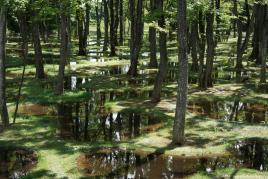 Art Biotop Water Garden, Tochigi/Japan, 2018, Fotografie © nikissimo Inc.