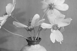 Der Blumenstrauß. Die Vergängliche Pracht – Fotografie von den Anfängen bis heute