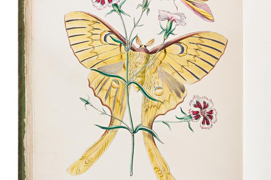 Naturgeschichte: Westwood, John Obadiah. The Cabinet of Oriental Entomology; being a selection of some of the rarer and more beautiful species of insects, natives of India and the adjacent islands, the greater portion of which are now for the first time described and figured. London: William Smith, 1848. 2/2/88 S. und 42 kolorierte lithographierte Tafeln nach Zeichnungen von Westwood (Tafel 40 als Frontispiz eingebunden).  Ausrufpreis:	2500 Euro