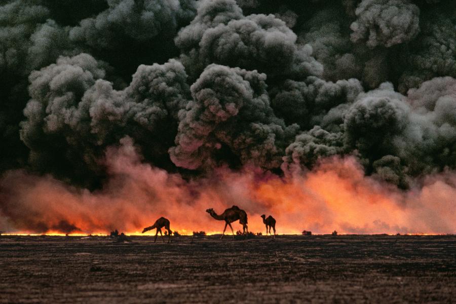 Kamele und Öl-Feuer. Kuwait. 1991. © Steve McCurry / Magnum Photos