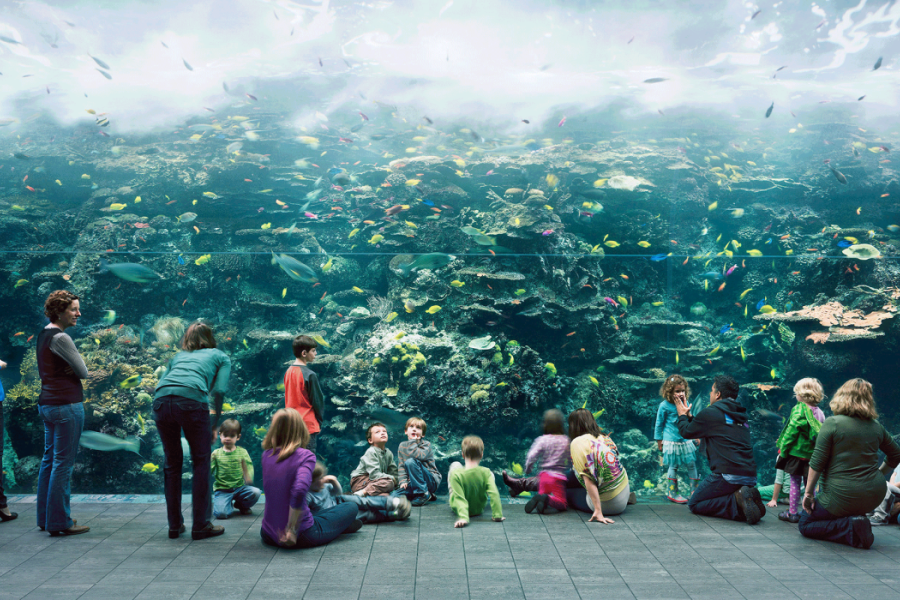 Thomas Struth: Aquarium, Atlanta 2013 Chromogenic print 207,5 x 357 cm © Thomas Struth