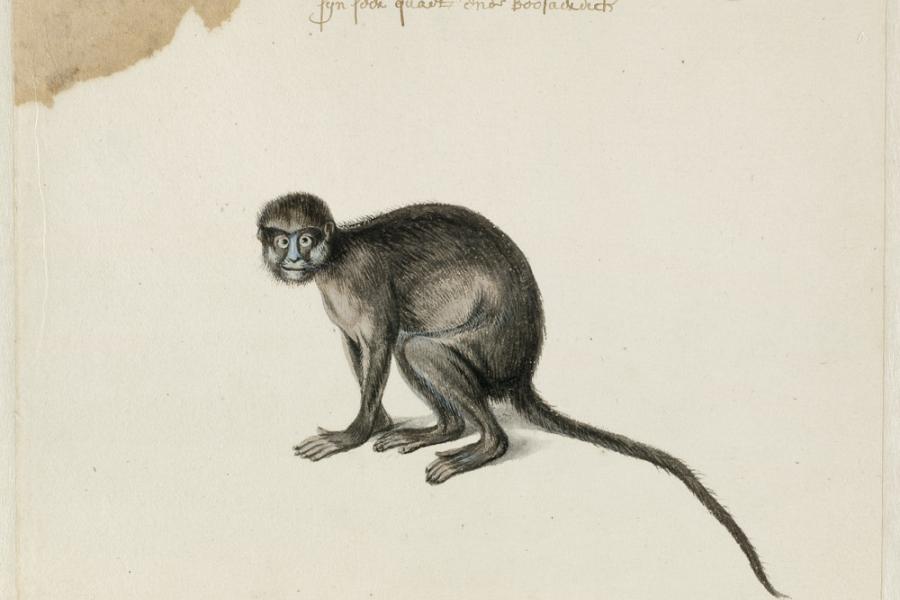 Moustached Guenon, Frans Post (1612–1680), watercolor and gouache, with pen and black ink, over graphite, c. 1638–1644, translated inscription: A blue-nosed monkey from Angola, one and a half feet large, are very angry and malicious. Noord-Hollands Archief, Haarlem, inv.nr. 53004665