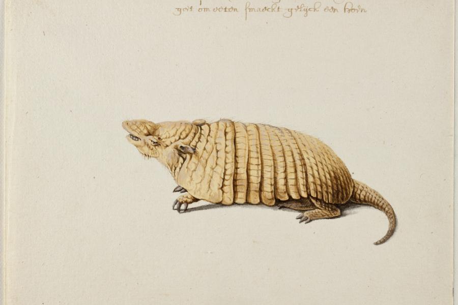 Six-banded Armadillo [Yellow Armadillo], Frans Post (1612–1680), watercolor and gouache, with pen and gray ink, over graphite, c. 1638–44 translated inscription: TATVPEBA. A kind of armored pig. Good to eat, tastes like a chicken Noord-Hollands Archief, Haarlem inv.nr. 53004652_02