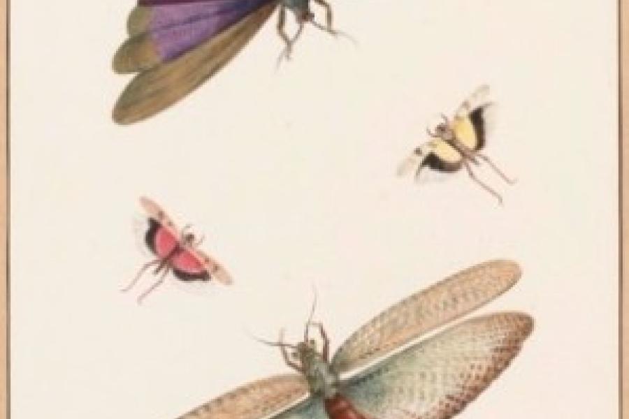 Mireille Mosler, Ltd: Nicolaas Struyk (1686-1769), Dragonflies, Watercolor and bodycolor on paper