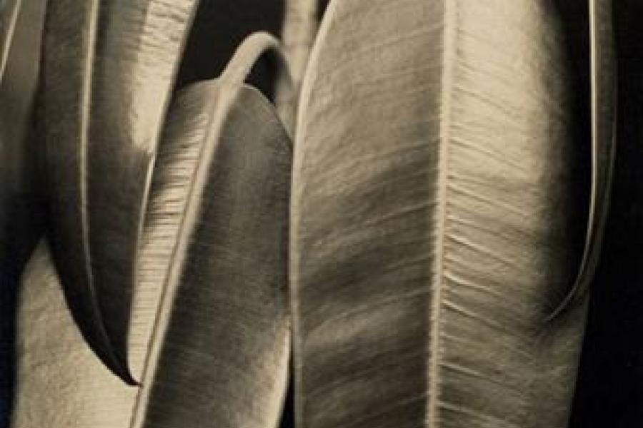 Aenne Biermann, Ficus elastica, 1926-28 Silbergelatine-Abzug, 46,7 x 35 cm Foto: Sibylle Forster Stiftung Ann und Jürgen Wilde, Pinakothek der Moderne, München