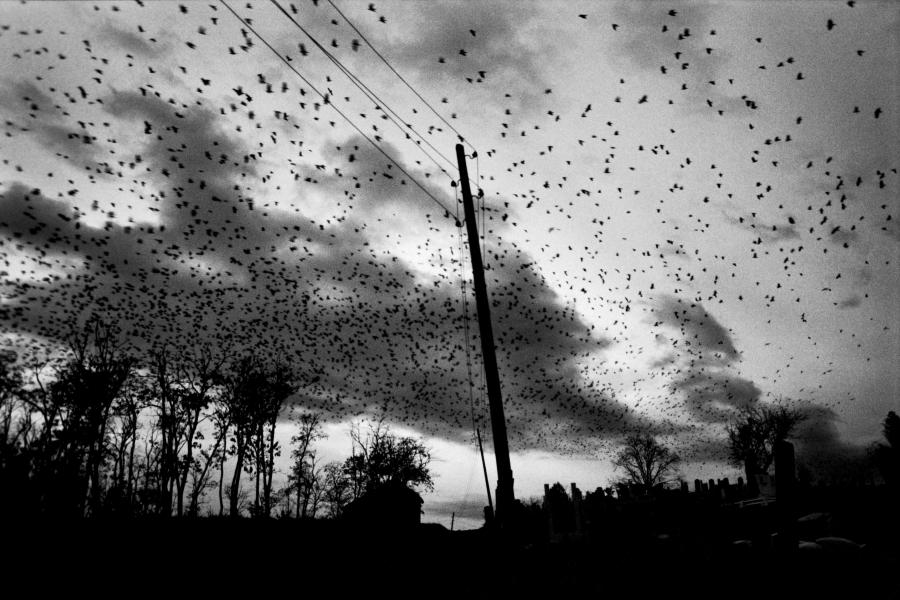 KOSOVO. Town of Pristina. 2000. Crows over the cemetery. © Paolo Pellegrin/Magnum Photos Copyright: © Paolo Pellegrin/Magnum Photos