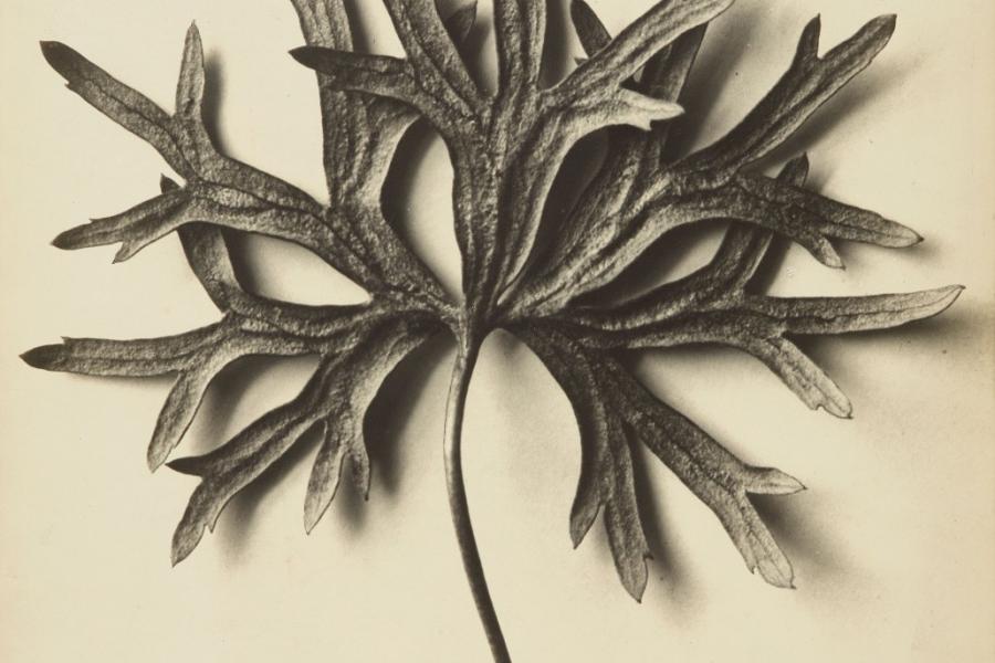 Karl Blossfeldt mit seiner charakteristischen, 1915 – 1920 entstandenen Aufnahme Aconitum anthora (Eisenhut).  Ergebnis: € 47.000 (Lot 4).