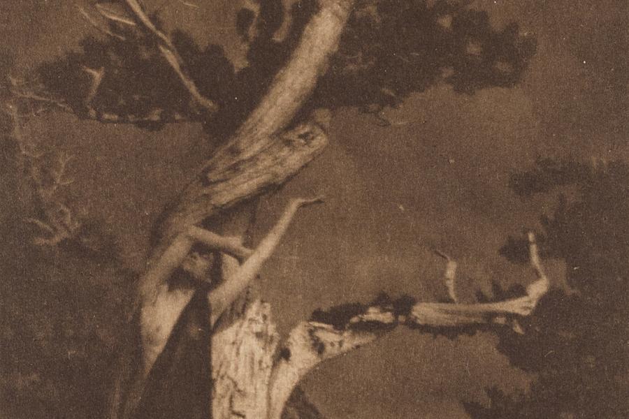 Annie W. Brigman (1869–1950), The Dying Cedar, 1906, Heliogravüre, 23,3 x 13,7 cm, Museum für Kunst und Gewerbe Hamburg, © Annie W. Brigman