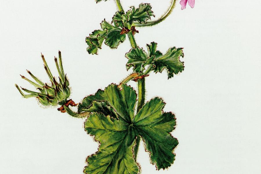 Pelargonium capitatum © SPSG