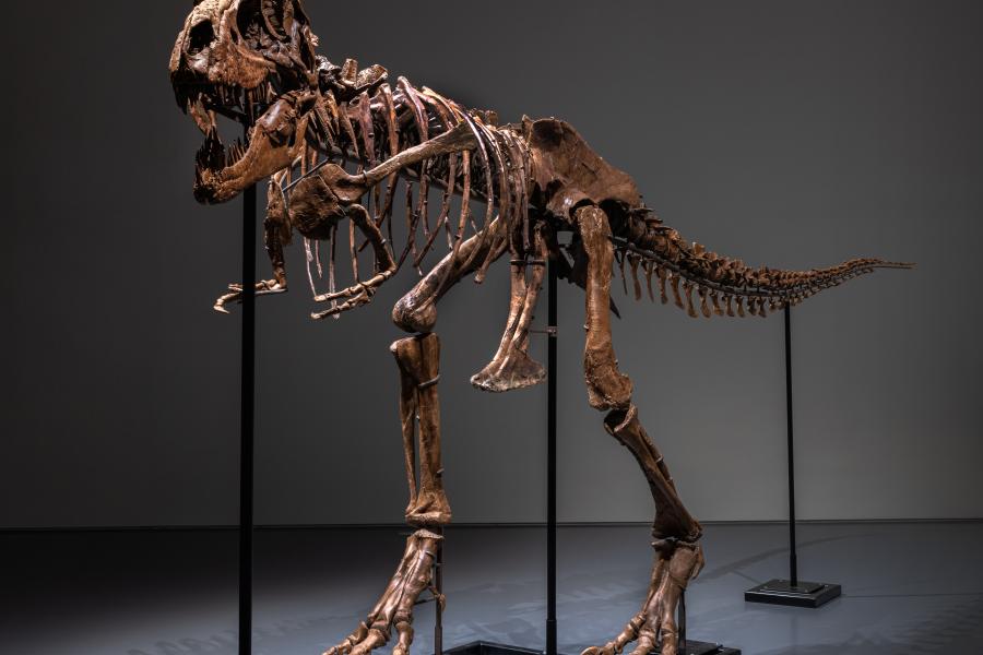 FIRST EVER GORGOSAURUS TO APPEAR AT AUCTION ACHIEVES $6.1 MILLION