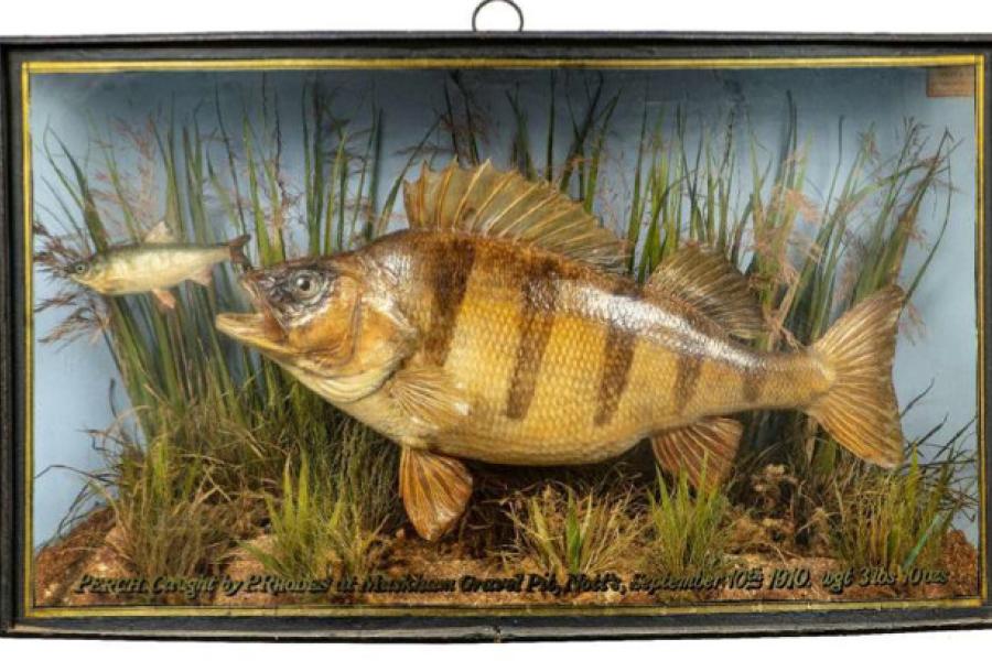 A stuffed perch by Cooper (est. £800 - £1,200)