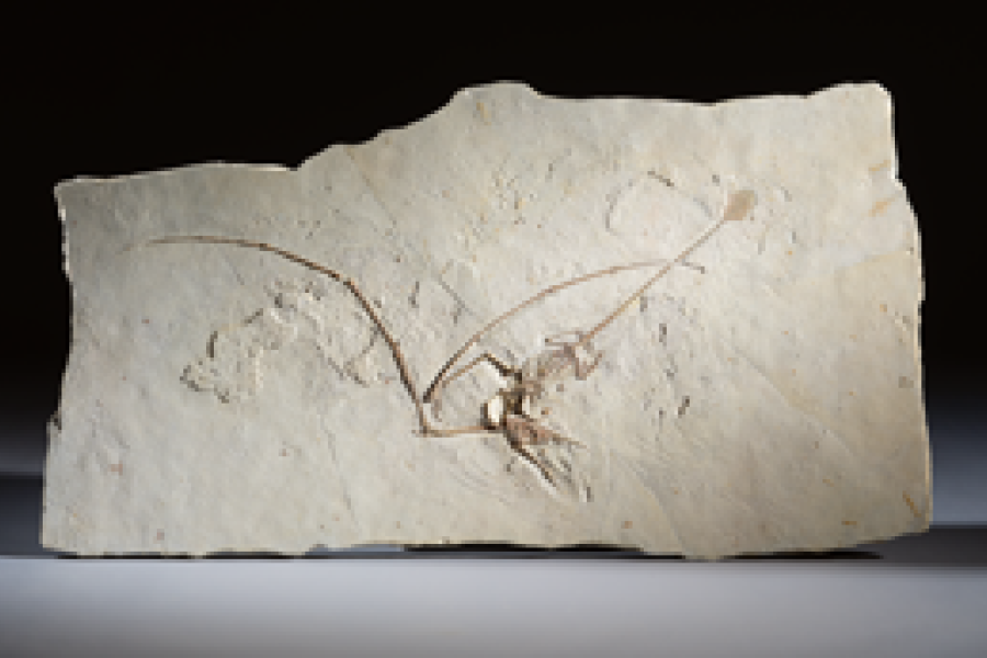 PTEROSAURIER-FOSSIL Ramphorhynchus gemmingi Spätjura, 145–164 Millionen Jahre. CHF 70 000 / 90 000