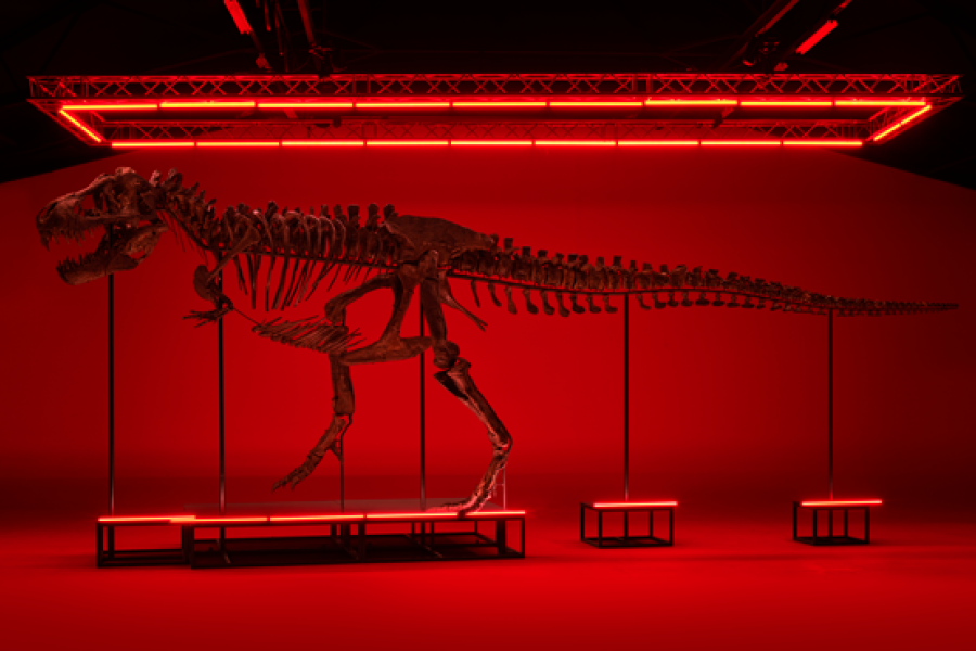 TRX293–TRINITY Ein vollständiges Tyrannosaurus-rex-Skelett. Alter: 65–67 Millionen Jahre. Schätzung: CHF 5 / 8 Millionen Auktion in Zürich: 18. April 2023