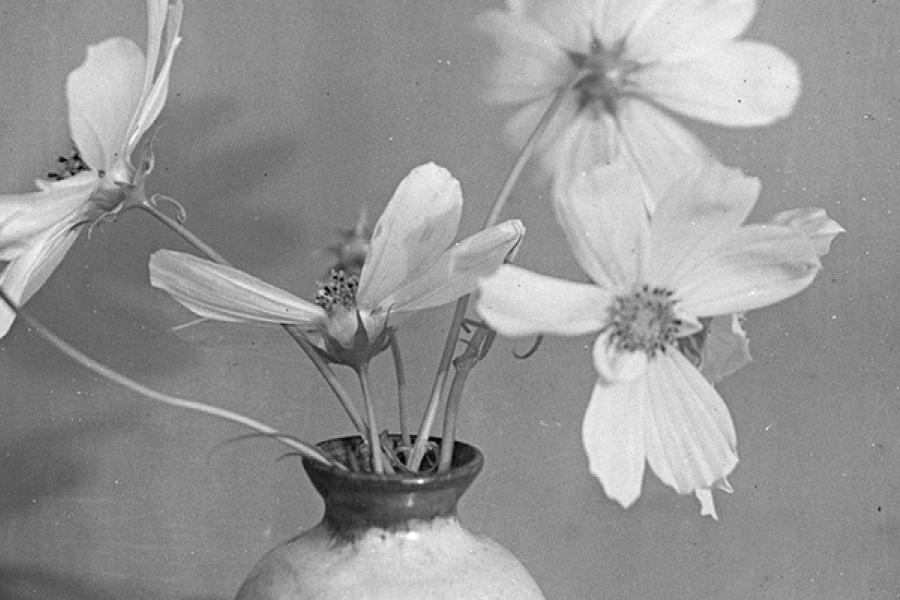 Der Blumenstrauß. Die Vergängliche Pracht – Fotografie von den Anfängen bis heute