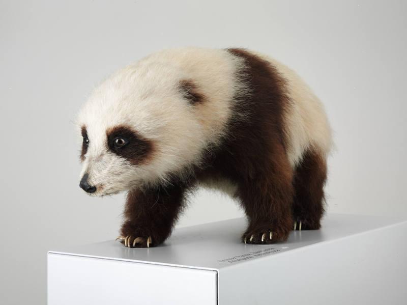 Präpariertes Pandababy. Leihgabe Zoologisches Museum der Universität Zürich. ©Schweizerisches Nationalmuseum