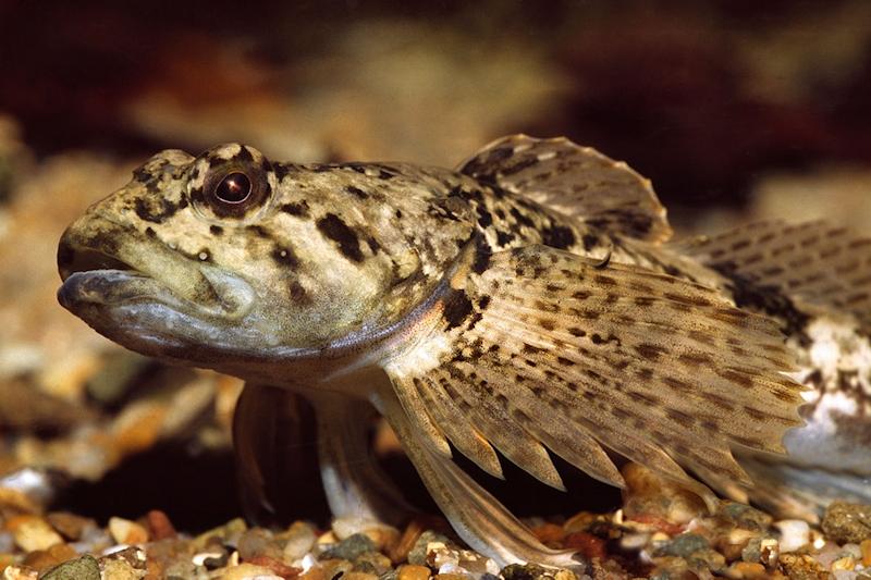 Die Groppe lebt im kalten, sauerstoffreichen Wasser der Bäche. Ihre Hautfarbe ist dem Bachgrund ideal angepasst. (Foto: © Andreas Hartl)