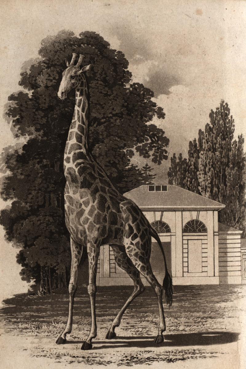 Die erste Giraffe in der Menagerie von Schloss Schönbrunn Eduard Gurk Kupferstich, 1828