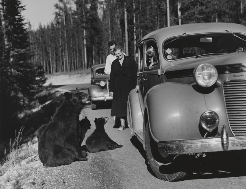 Edwin L. Wisherd Begegnung mit Schwarzbären im Yellowstone National Park, Wyoming, USA 1940 National Geographic Image Collection