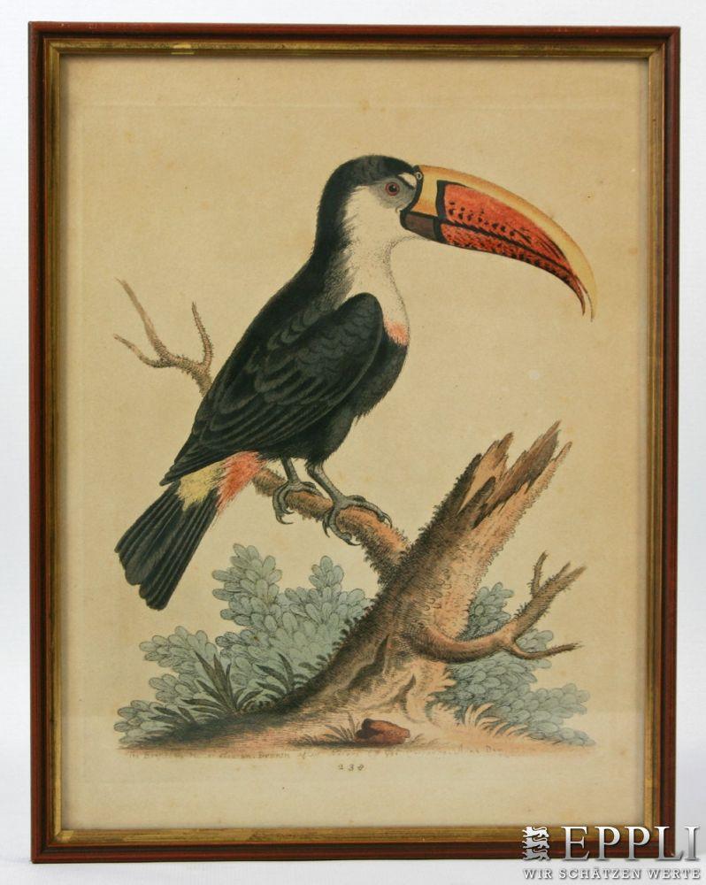 GEORGE EDWARDS (1694-1773)  5 Blätter aus „History of Uncommon Birds“  Aufrufnummer: 1816 Aufrufpreis: 140 Euro