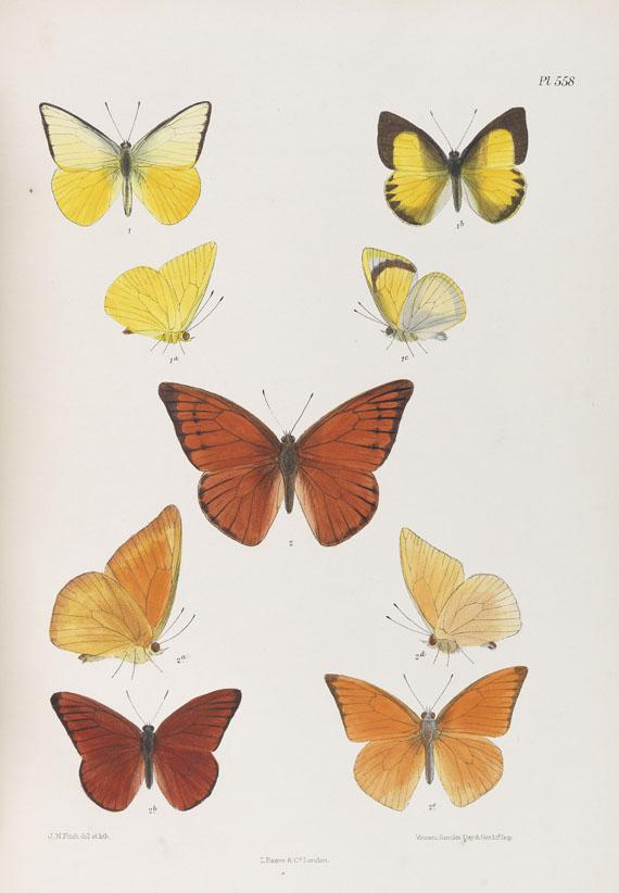 Lot: 27   Moore, F.  Lepidoptera Indica. 1890-1913. 10 Bde..  Schätzpreis: 25.000 EUR / 34.750 $