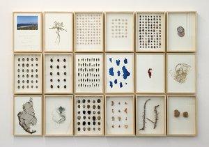 herman de vries, journal from a trip to immessouane, 2011, vegetation and mixed media on paper, 18 parts, each 35 x 25 cm  Image courtesy the artist and CONRADS (Düsseldorf)