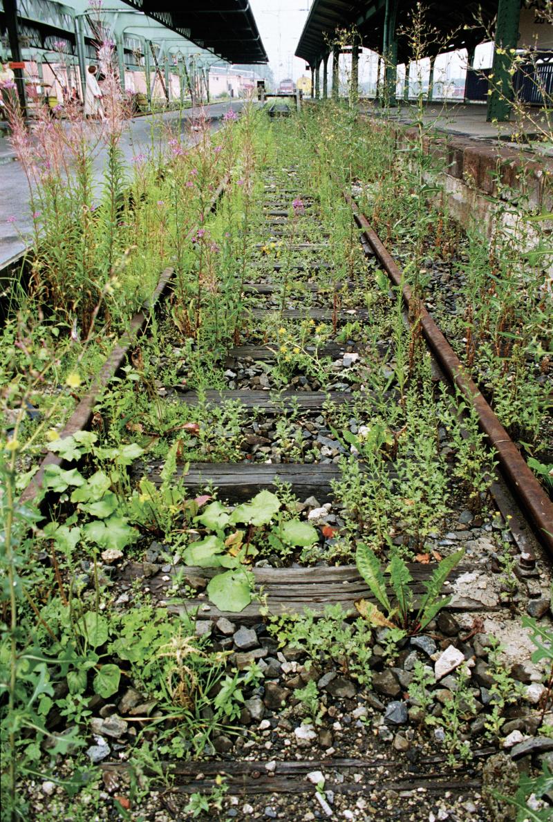 Lois Weinberger: Das über Pflanzen ist eins mit ihnen, 1997, Gleis 1, documenta X,  Foto: Dieter Schwerdtle, Courtesy the artist