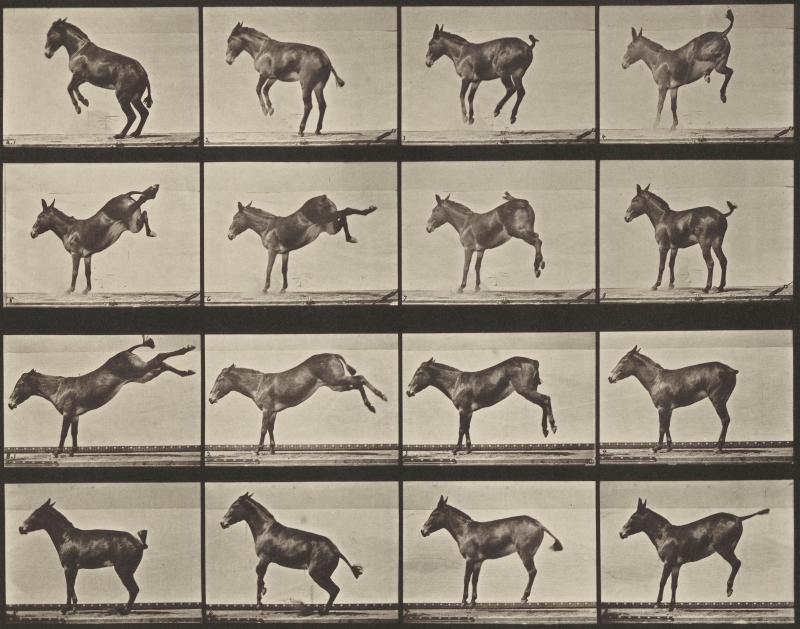 Eadweard Muybridge | "Ruth" bucking and kicking, aus “Animal Locomotion”, 1887  Stiftung Ann und Jürgen Wilde, Pinakothek der Moderne München