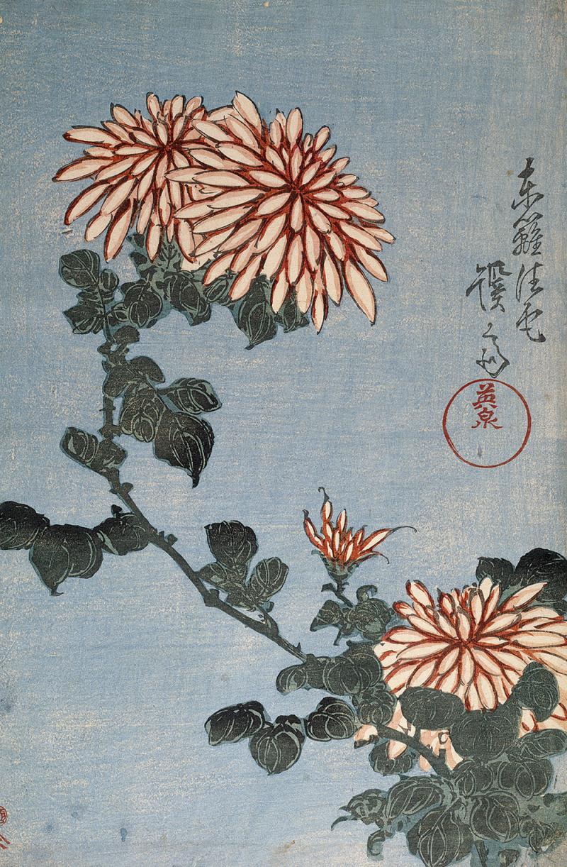 Keisai (Ikeda) Eisen Chrysanthemen (Kiku), 1830er Jahre Mehrfarbiger Holzschnitt, 36,8 x 24,5 cm Baur Foundation, Geneva / Photo Gérard, Geneva