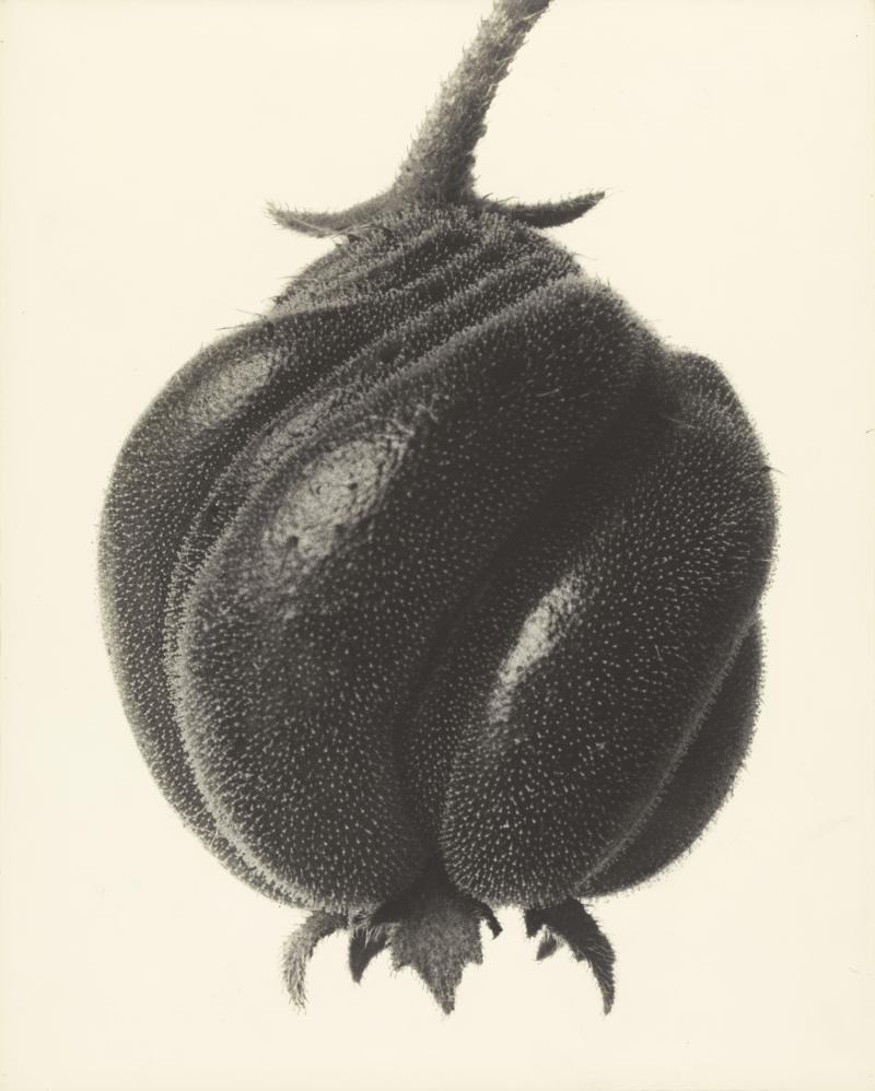 Karl Blossfeldt, Blumenbachia hieronymi. Blumenbachie, 1900 - 1926  Stiftung Ann und Jürgen Wilde, Pinakothek der Moderne, München