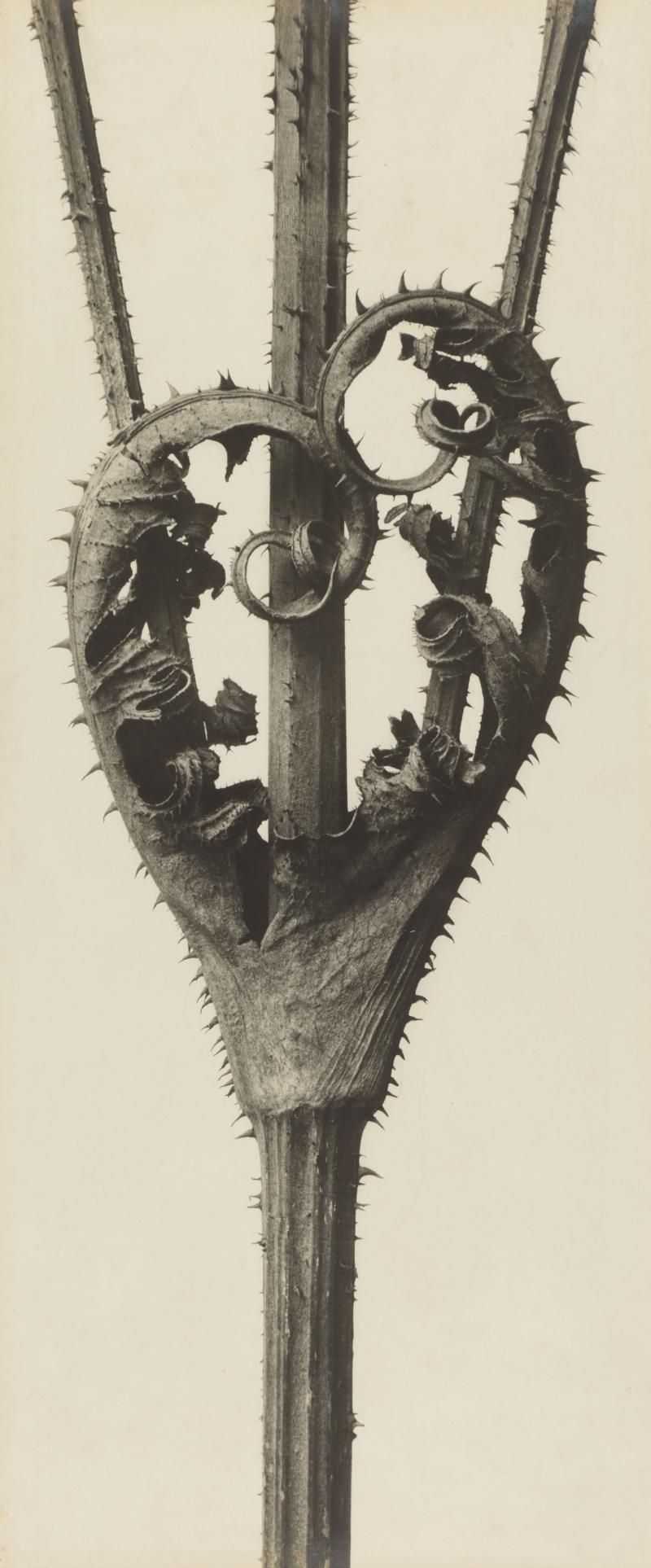 Karl Blossfeldt, Dipsacus laciniatus. Weberdistel, vor 1927  Stiftung Ann und Jürgen Wilde, Pinakothek der Moderne, München