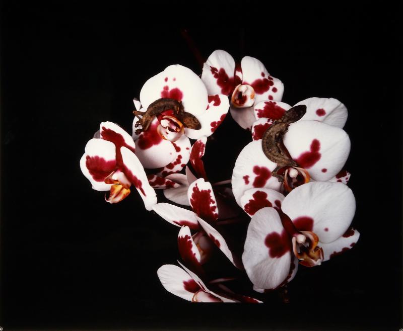 Flowers and Jamorinsky 2005–2006 © Nobuyoshi Araki