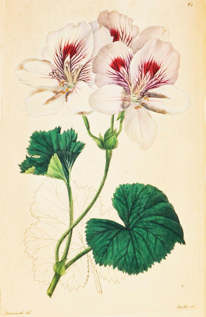 Trattinnick, Leopold. Neue Arten von Pelargonien deutschen Ursprungs. 1825 (ff) 95 kolorierte Tafeln (von 96). 6.800,-  (Rezek, München)