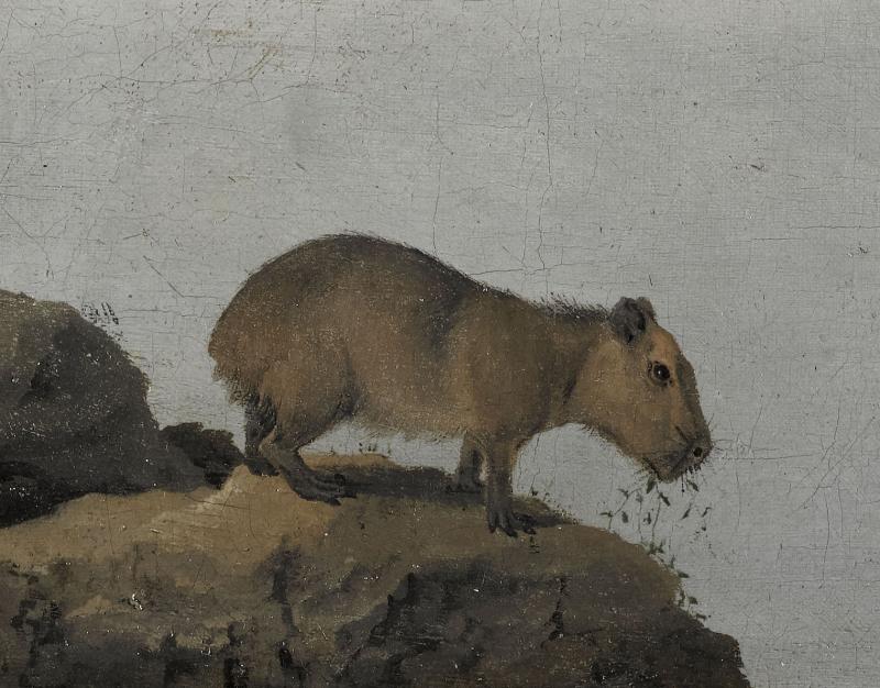 Gezicht op de Rio Sao Francisco, Brazilië, Frans Post (1612–1680),1639_detail capibara. Musée du Louvre Parijs