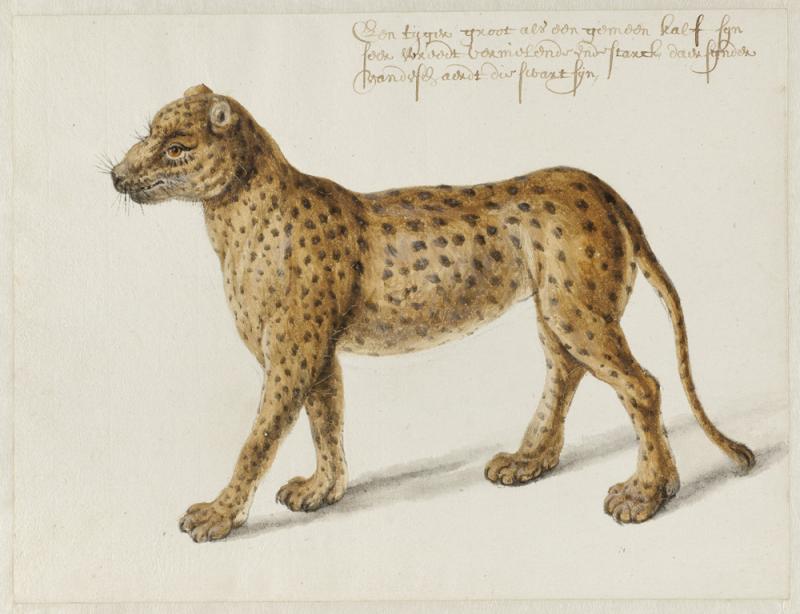 Jaguar, Frans Post (1612–1680), watercolor and gouache, with pen and black ink, over graphite, c. 1638–43, translated inscription: A tiger, as large as a common calf, they are very ferocious and strong, of this species there are some that are black. Noord-Hollands Archief, Haarlem, inv.nr. 53004667