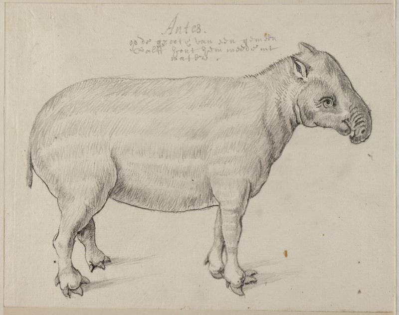 Laaglandtapir (grafiet) Frans Post (1612–1680), ca. 1638-1644. Noord-Hollands Archief, Haarlem