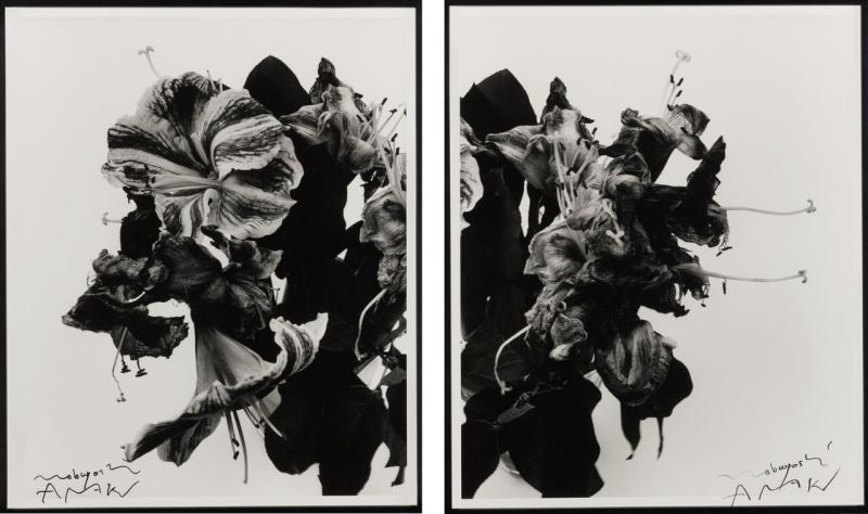 Lot 155 Nobuyoshi Araki From Close To Range a diptych of large-format photographs, each signed in ink on the image, flush-mounted to aluminum, framed, 1991, printed later (2) Each approximatel